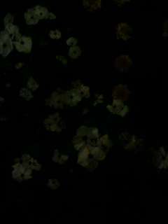 リアル_f0082794_362911.jpg