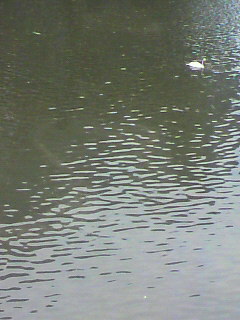レイク_f0082794_4161337.jpg