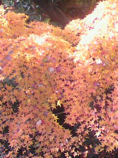 紅葉_f0082794_4242728.jpg