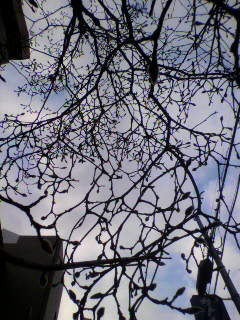 抹茶と美術_f0082794_4252579.jpg