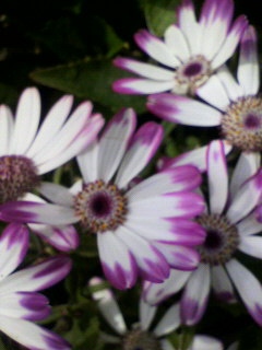 カラ_f0082794_4472792.jpg