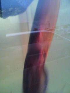 フリーイカ_f0082794_743441.jpg