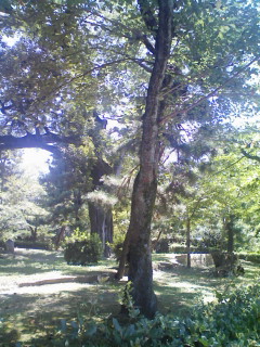 バキ_f0082794_864636.jpg