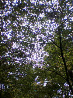 兜_f0082794_937762.jpg