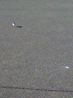 投石_f0082794_9434445.jpg